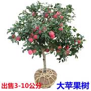 苹果树果苗嫁接红富士冰糖心地栽盆栽，南北方种植带土特大当年结果
