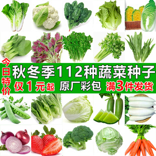 四季蔬菜种子适合秋播种植青菜生菜香菜菠菜萝卜阳台菜籽种孑大全