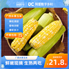 数乡宝藏广西水果玉米新鲜甜玉米4.5斤新鲜现摘玉米a