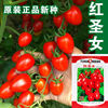 红珍珠番茄菜种子小西红柿，阳台种菜盆栽，蔬菜番茄种子红圣女
