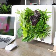 挂式相框懒人花盆创意餐厅卧室壁挂植物绿萝花盆桌面摆件墙面装饰