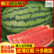 甜王西瓜种子超甜西瓜种籽巨型新疆懒汉特大冰糖麒麟四季水果种孑