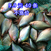 高体鳑鲏观赏鱼活体水族宠物，中国原生鱼群游小型淡水冷水除藻旁皮