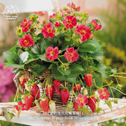美国进口abz夏日微风玫瑰，草莓种子超甜浓郁室内阳台盆栽蔬菜
