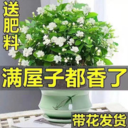 茉莉花苗盆栽带花苞室内客厅，土培四季开栀子花好养绿植九里香盆栽