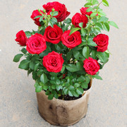 玫瑰花种子四季开花耐寒室，内外好养活茉莉，红玫瑰盆栽植物花种籽子