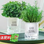 迷迭香苗盆栽可食用驱蚊植物，水培花卉绿植物，室内煎牛排香草薄荷苗