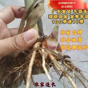 无毛台湾甜象草三号种节新型皇竹草高产耐寒巨菌草四季多年生牧草