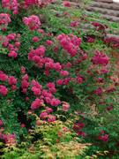 红色荷花蔷薇花苗爬藤植物四季小花多头，阳台庭院花卉别墅爬墙植物