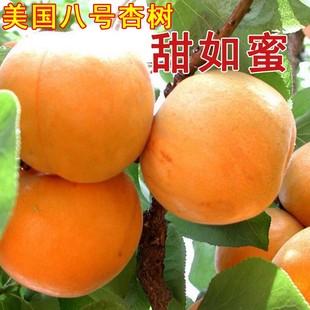 美国八号杏树种嫁接特大脆甜早熟大黄杏树苗，庭院种植果树果苗