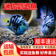 热带观赏鱼迷你鹦鹉鱼苗小型淡水好养耐活活体宝蓝白金种鱼繁