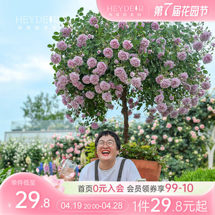 海蒂的花园月季玫瑰花盆栽蓝色阴雨粉色龙沙宝石藤本月季