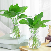 3个9.9元加厚玻璃花瓶透明北欧ins风创意，水培植物绿萝水养插花器