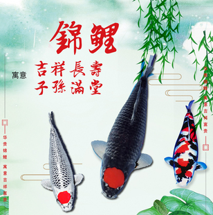 纯种进口日本锦鲤活鱼，观赏鱼活体红白丹顶昭和，三色冷水鱼蓝色龙凤