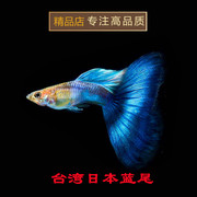 孔雀鱼纯种天空蓝缎带蝶翼种鱼日本蓝珊瑚蓝热带观赏鱼活体淡水鱼