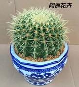 超大实生金虎仙人球多肉植物，办公室内电脑防盆栽含盆带土栽好