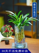 水培香水兰花苗中矮种室内植物，浓香四季建花卉，耐寒植物冬季带花苞