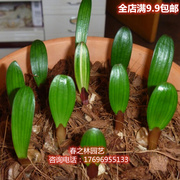 四季君子兰盆栽植物花苗绿植盆栽室内花卉君子兰苗种籽君子兰种子