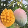 凯特芒四川攀枝花当季水果纯甜多汁超大肉厚树上现摘新鲜芒果10斤