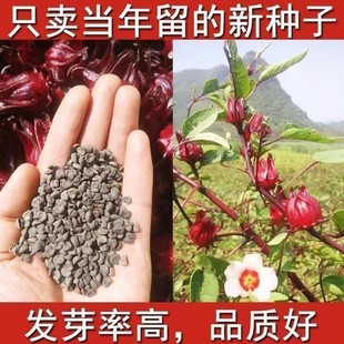 洛神花种子食用红桃k种子，玫瑰茄花草，茶种子四季阳台易种盆栽植物