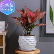 欧式花卉陶瓷植物花盆创意鲜花摆件阳台虎尾兰吊兰花盆大号花卉盆