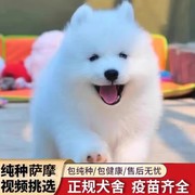 纯种萨摩耶幼犬微笑天使萨摩耶，活体熊版白色幼崽，小狗宠物狗狗活物
