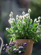 兔尾草盆栽花苗阳台庭院花镜耐寒植物好养美观小兔子花卉