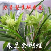 翁源兰花苗春兰余蝴蝶(余蝴蝶)盆栽浓香，室内高档铭贵好养绿植花卉盆栽