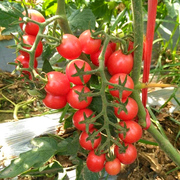 圣女果种子千禧小番茄，小西红柿种籽阳台盆栽，四季春季蔬菜种孑大全