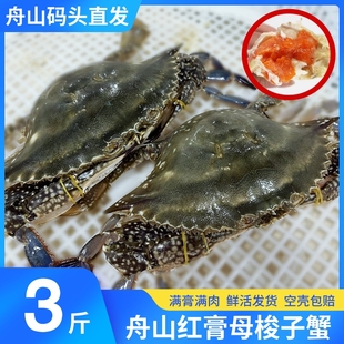 舟山梭子蟹鲜活红膏蟹，母蟹超大特大螃蟹海鲜水产，东海海蟹飞蟹白蟹