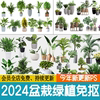 室内盆栽绿植花盆植物组合现代简约客厅摆件免抠ps素材psd免抠图