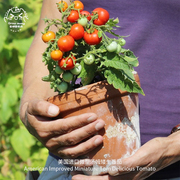 微型汤姆盆栽矮生迷你小番茄种子进口传家宝老品种阳台专用蔬菜