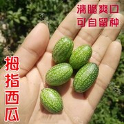 拇指西瓜种子迷你小西瓜种籽四季阳台盆栽，水果春季秋小蔬菜种孑