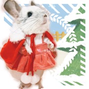 龙猫衣服披风松鼠刺猬花枝鼠，可爱小衣服，披风斗篷圣诞装扮可爱衣服