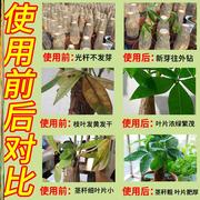 速发发财树营养液专用肥料室内盆栽，植物金钱树(金钱树)土水培通用浓缩家用