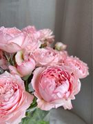 铃兰家朱莉塔(朱莉塔)超多头花园，玫瑰花苗盆栽阳台月季花卉
