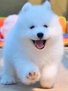 纯种萨摩耶幼犬熊版双眼皮活体微笑天使萨摩耶雪橇犬萨摩耶宠物狗