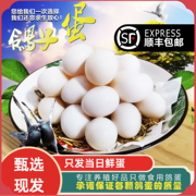 鸽子蛋新鲜30枚X20g农家杂粮正宗食用鸽蛋新鲜孕产妇宝宝辅食