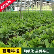 新房子(新房子)去味去甲醛的植物，盆栽大绿萝盆栽室内吸除甲醛植物花卉水培