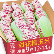 2024新鲜花(新鲜花)糯玉米，9斤现摘当季整箱，甜玉米苞谷嫩玉米棒子蔬菜5