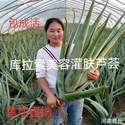 美容院库拉索芦荟盆栽大型绿植，美容灌肤补水食用室内外花卉