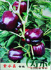 孑甜椒荷兰种子紫水晶紫色五彩彩椒辣椒种籽春秋季菜椒灯笼椒籽种