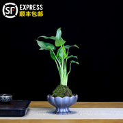 水培植物滴水观音小盆栽，室内客厅办公室，前台桌面茶几水养绿植好养