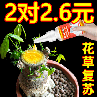 植物活力素浓缩营养液发财树多肉花卉绿植促生根通用型