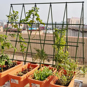 园艺花架支撑杆包塑钢管黄瓜爬藤架葡萄植物蔬菜种菜架子爬藤支架