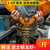 鲜活波士顿龙虾海鲜水产进口10超特大帝王，蟹澳洲澳大利亚龙虾6斤