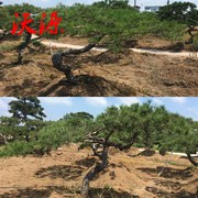 油松造型树黑松造形四季常青别墅庭院绿化施工景观植物盆景园林