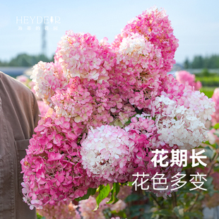 海蒂的花园香草草莓圆锥绣球耐晒耐寒灌木室外庭院花卉植物盆栽苗