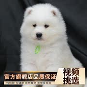 活的萨摩耶犬幼犬纯白色宠物狗长毛小狗活物便宜熊版萨摩犬大型犬