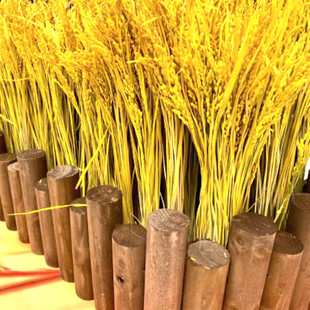 金黄稻穗装饰纯天然真稻子，稻谷干花桌摆造景布景丰收拍摄影道具